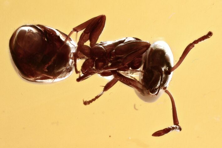 Detailed Fossil Ant (Formicidae) In Baltic Amber #335764